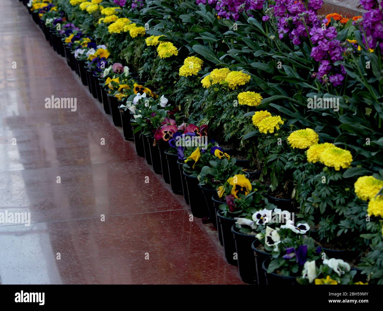 Beautiful Marigold Flower Decoration Plant With Colorful Winter Flowers In Park Round Hedges Symmetrical Type Design Ornamental Garden Background Stock Photo Alamy