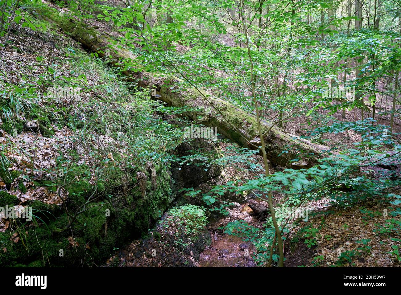 fallen tree trunk over a stream in the Landgrafenschlucht gorge near Eisenach in Germany Stock Photo