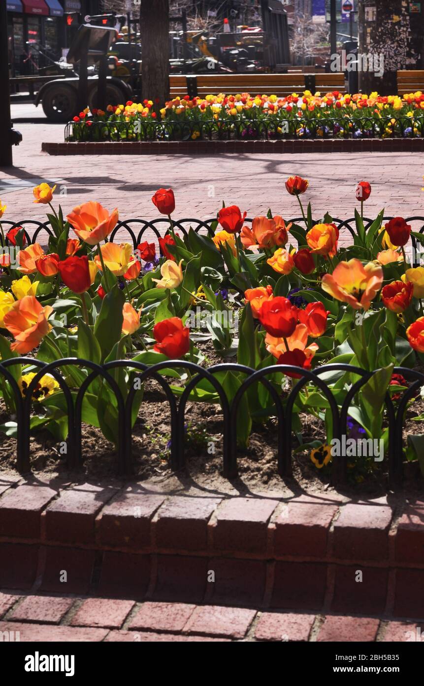 The 2020 tulip display on Pearl Street Mall was as beautiful as ever, but few people had a chance to enjoy the flowers due to COVID-19 restrictions. Stock Photo