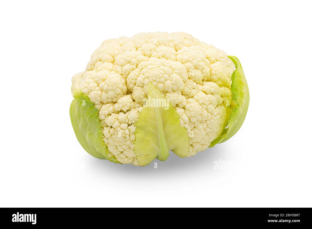 One head fresh organic white cauliflower on white isolated background