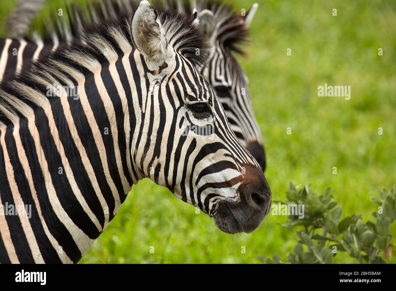 Burchell's zebra ( Equus quagga burchellii ), Chobe National Park, Botswana, Africa Stock Photo