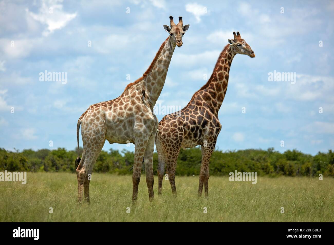 Giraffes (Giraffa camelopardalis angolensis), Chobe National Park, Botswana, Africa Stock Photo