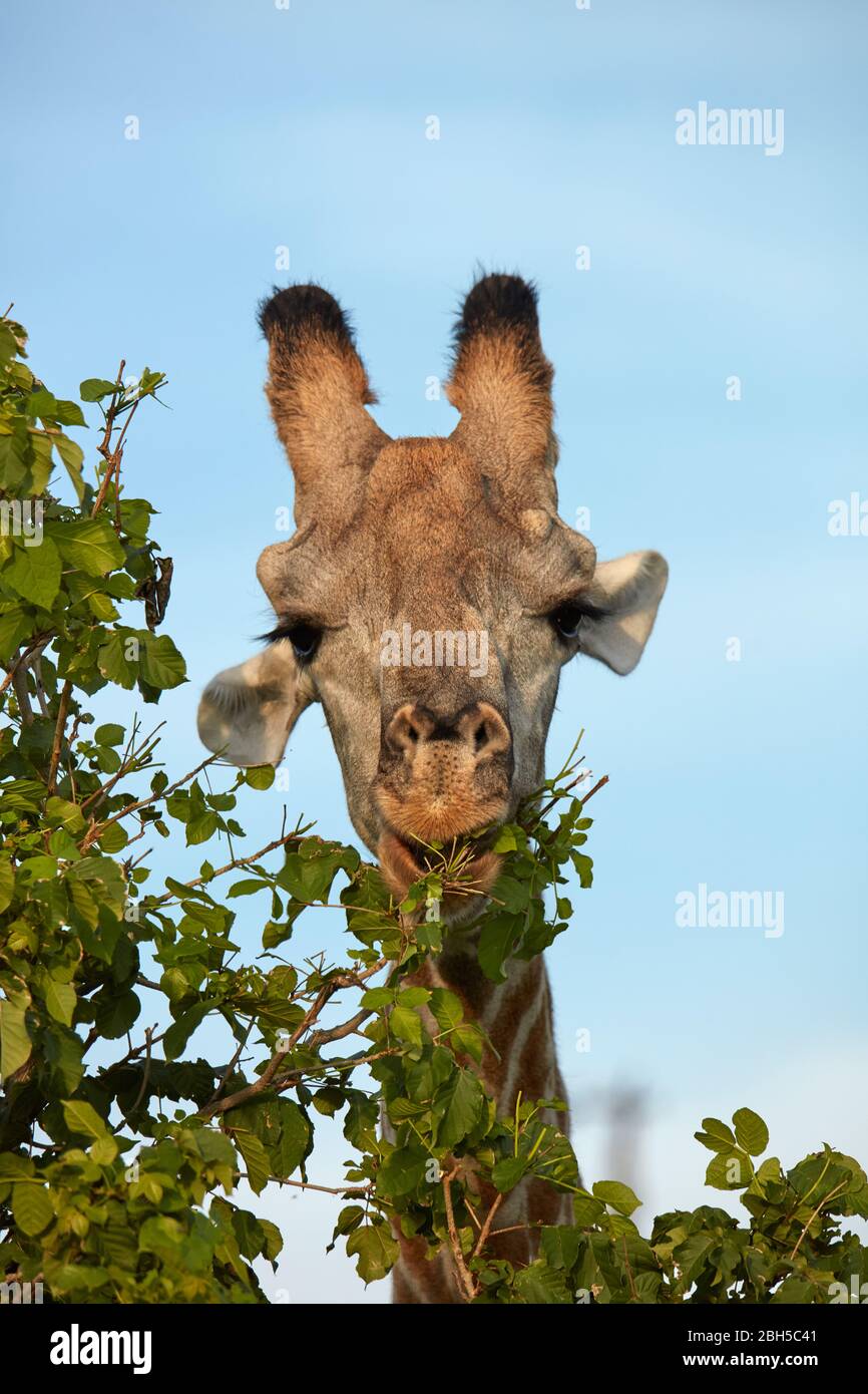 Giraffe (Giraffa camelopardalis angolensis), Chobe National Park, Botswana, Africa Stock Photo