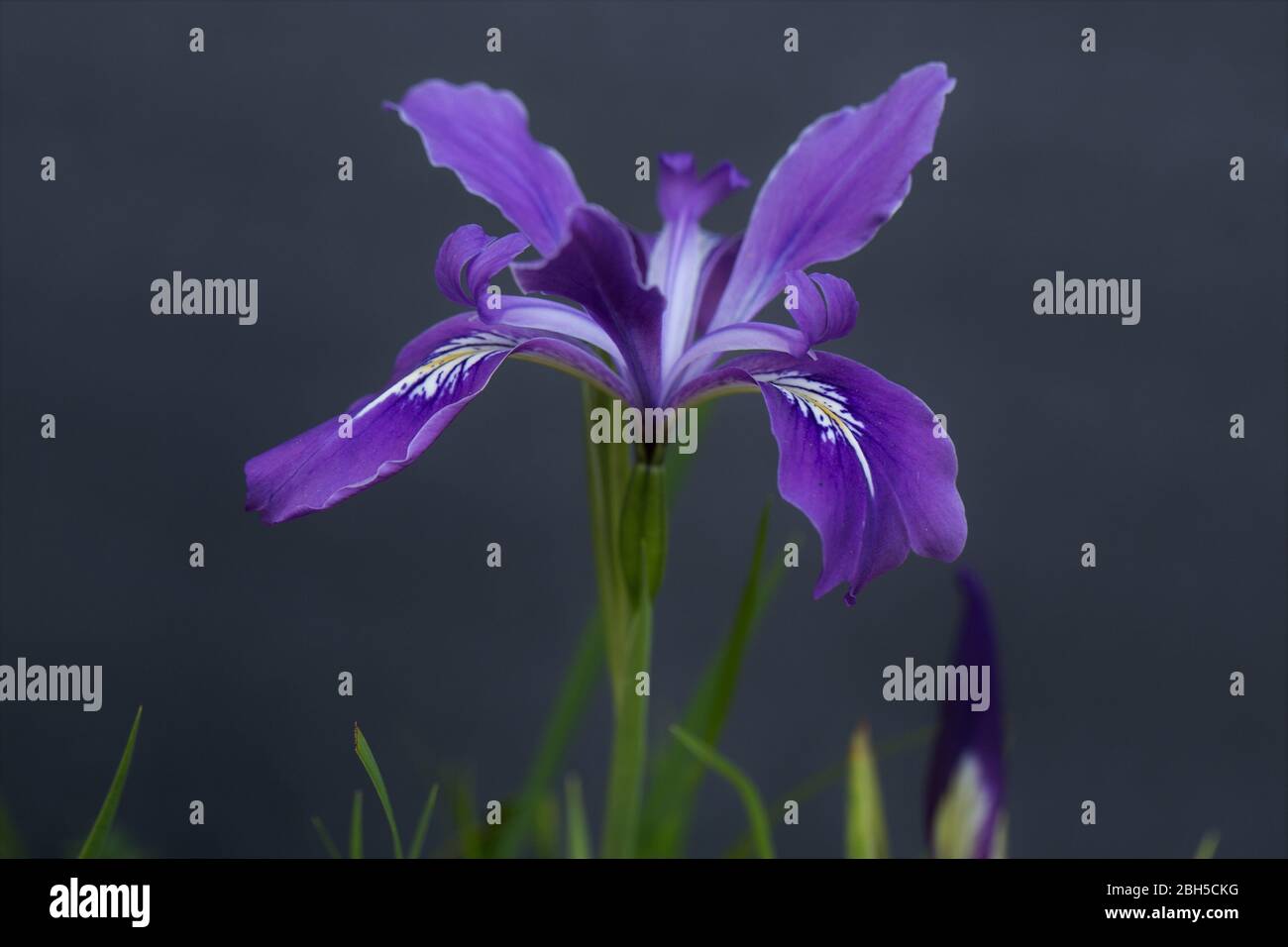 A purple wild iris flower. Stock Photo
