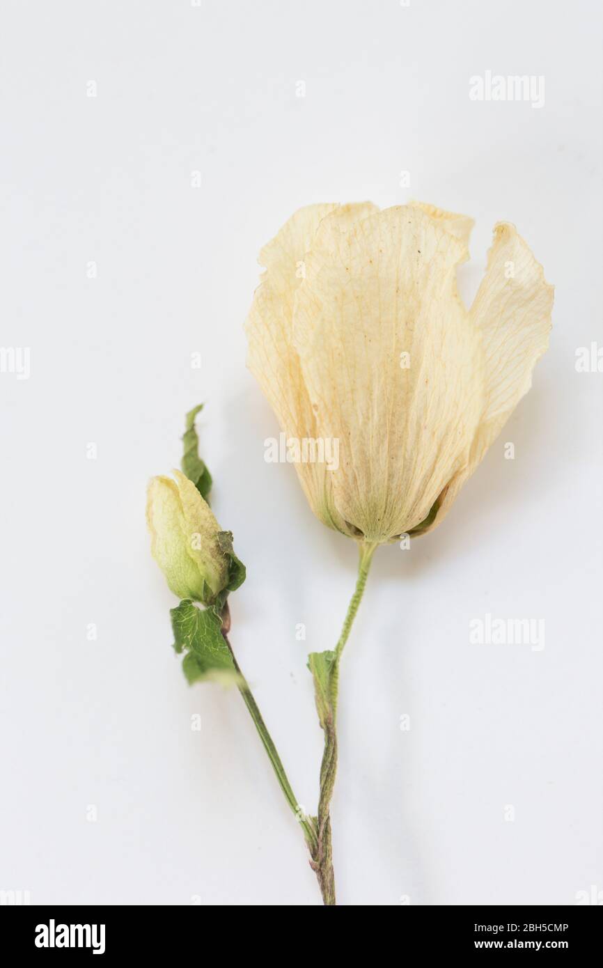 Dry flowers, on open, one smaller attached bud. Stock Photo