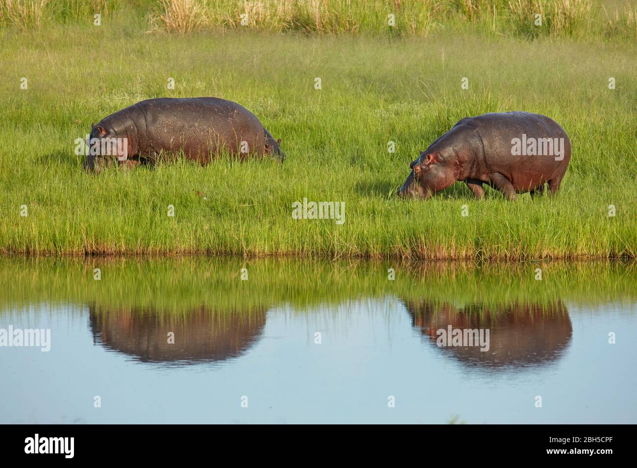 Hippopotamus (Hippopotamus amphibius), Chobe River, Chobe National Park, Kasane, Botswana, Africa Stock Photo