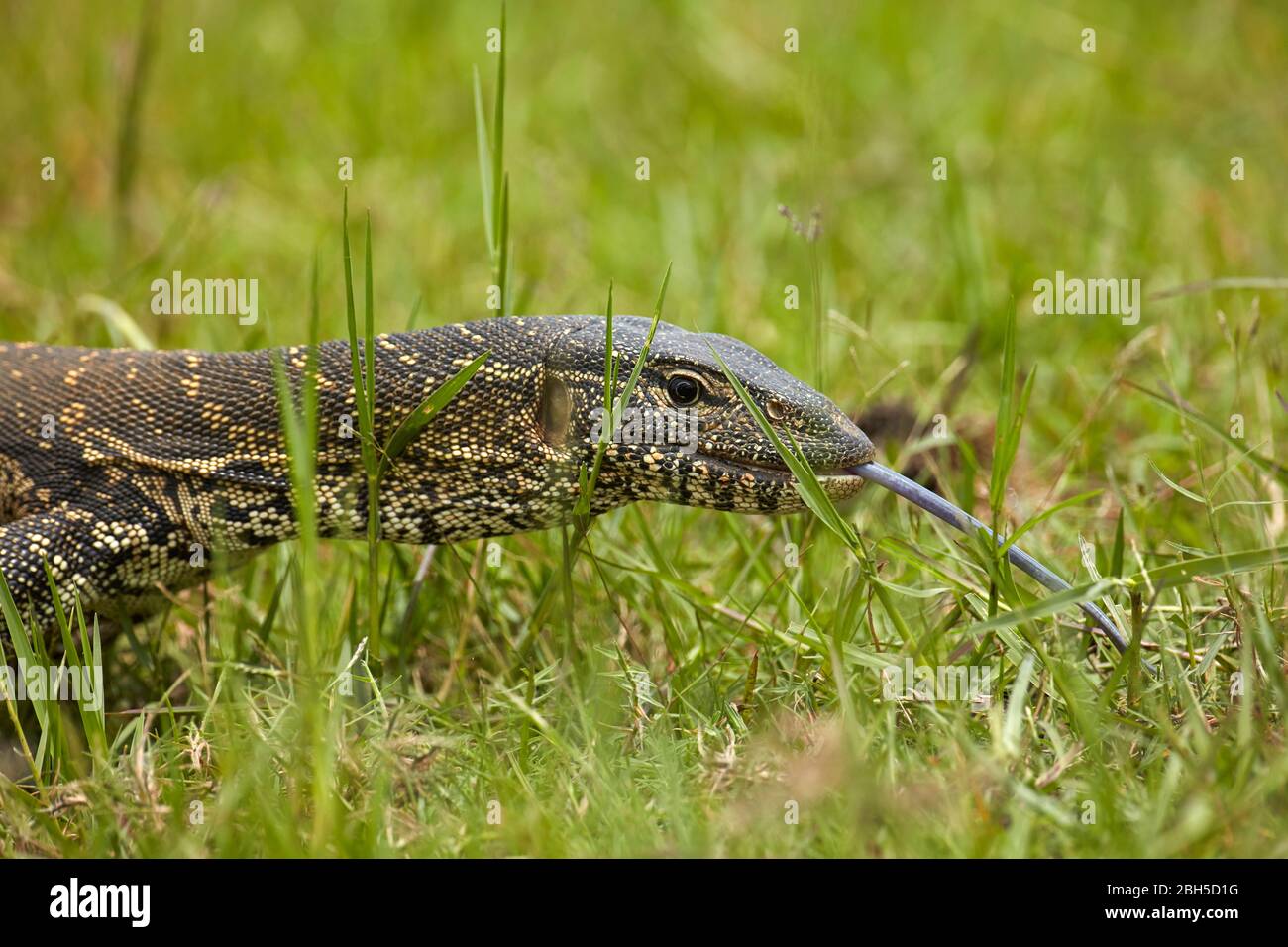 Nile monitor (Varanus niloticus), also called water leguaan, Chobe National Park, Botswana, Africa Stock Photo