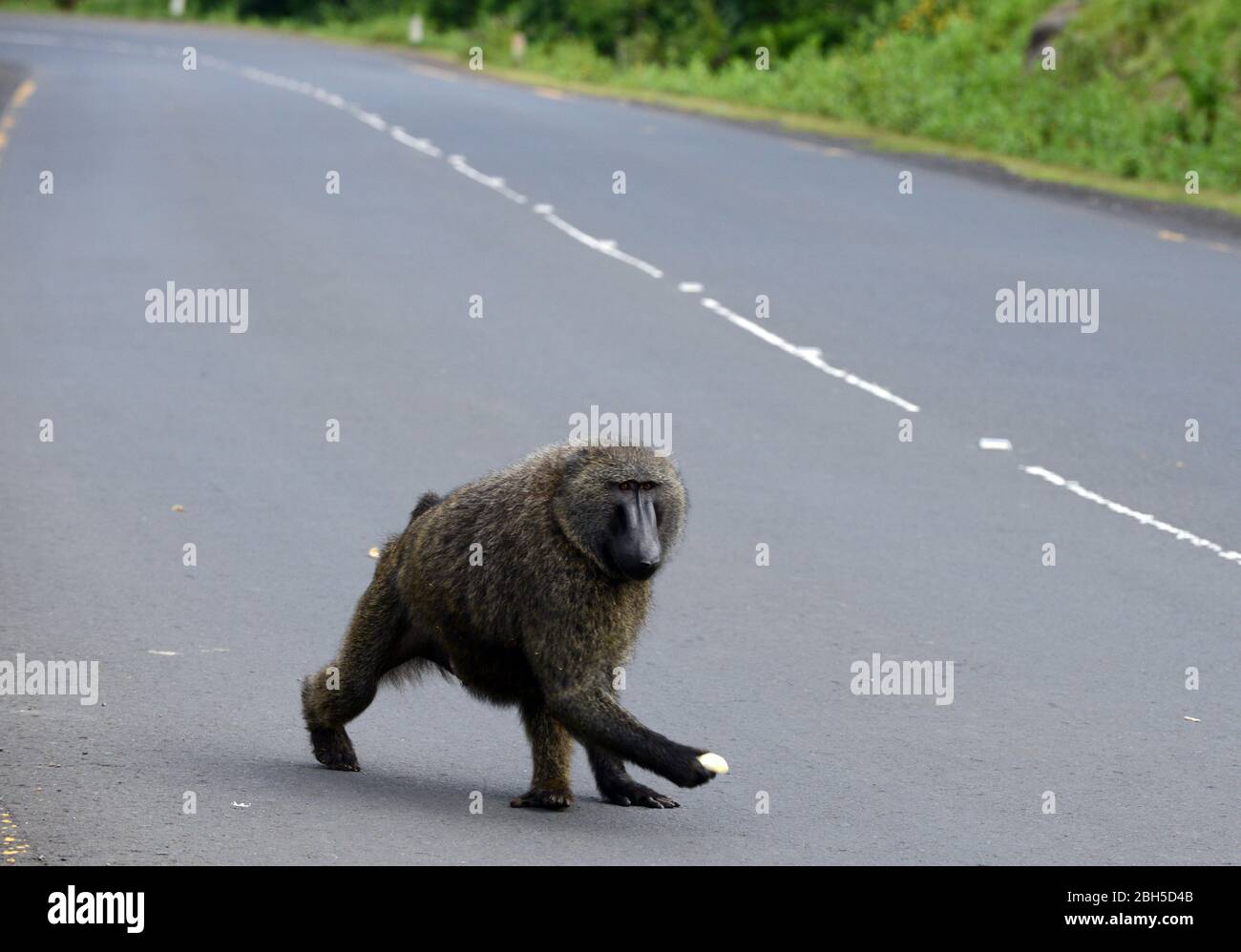 Olive baboon sitting on the road to Bonga, Ethiopia. Stock Photo