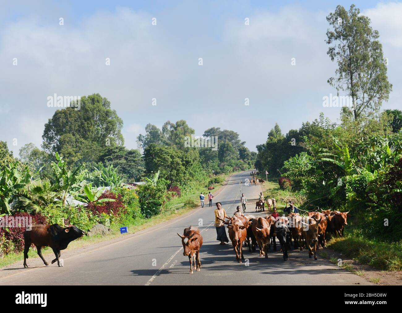 Cattle herd on the road in the Southern Oromia region in Ethiopia. Stock Photo
