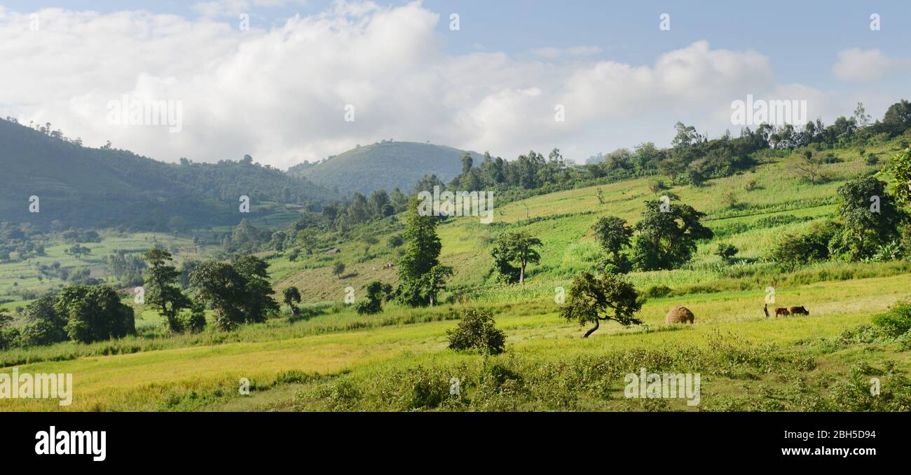 Agricultural landscapes in Ethiopia's Southwest. Stock Photo