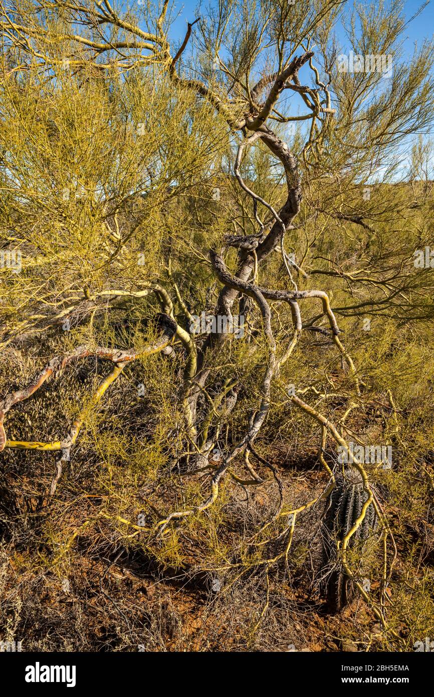 A Palo Verde Tree. Apache Wash portion of the North Phoenix Sonoran desert preserve, Arizona