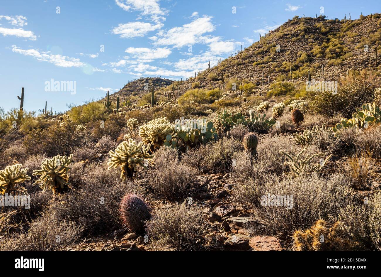 Saguaro cacti in the Apache Wash area of the North Phoenix Sonoran Desert Preserve on a sunny blue sky day, Arizona, USA. Stock Photo