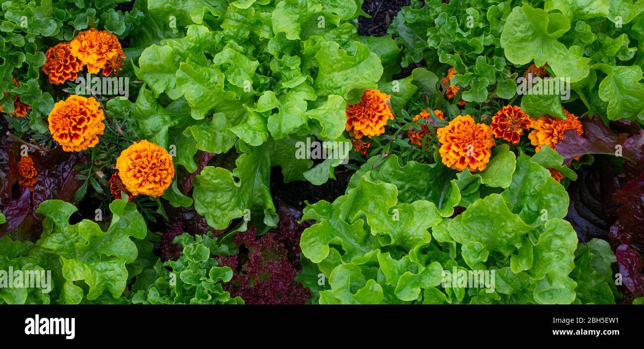 Marigold flowers growing among the curly leaf lettuce Stock Photo Alamy