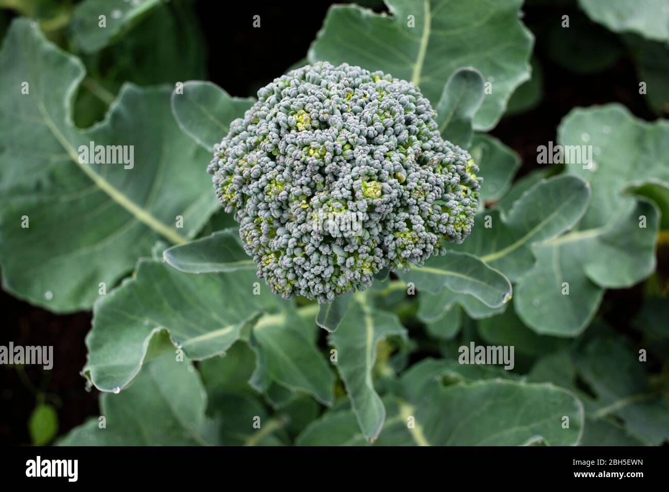 Fresh broccoli heads growing in a garden Stock Photo Alamy
