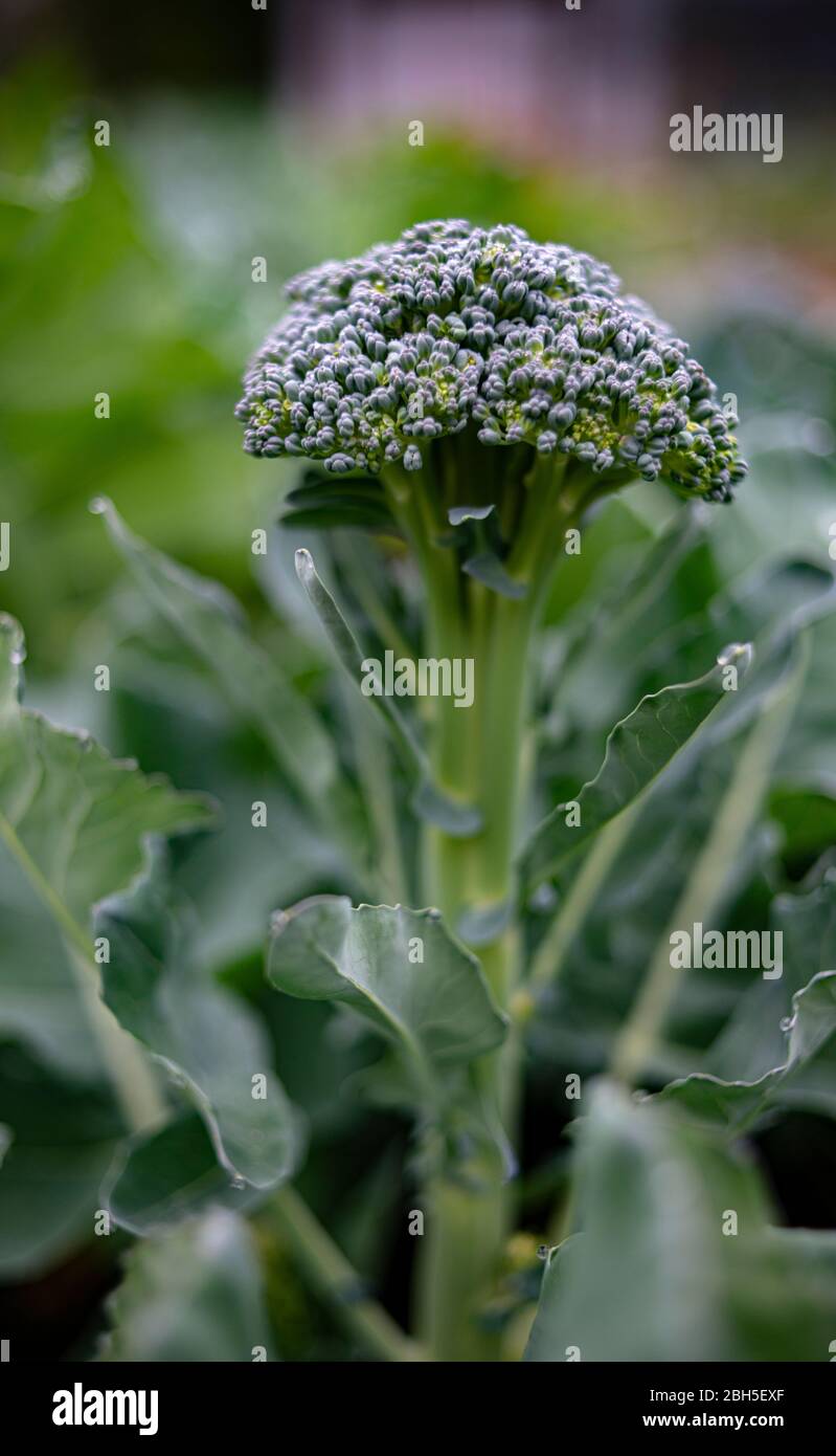 Fresh broccoli heads growing in a garden Stock Photo Alamy