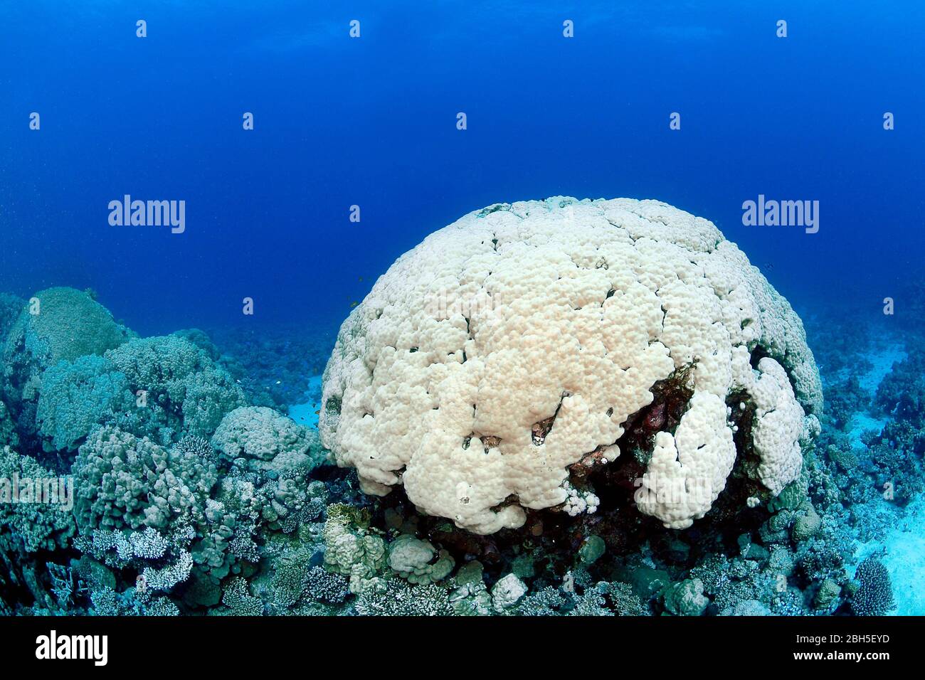 Lobed pore coral (Porites lobata), bleached, coral reef at Great Barrier Reef, Australia Stock Photo