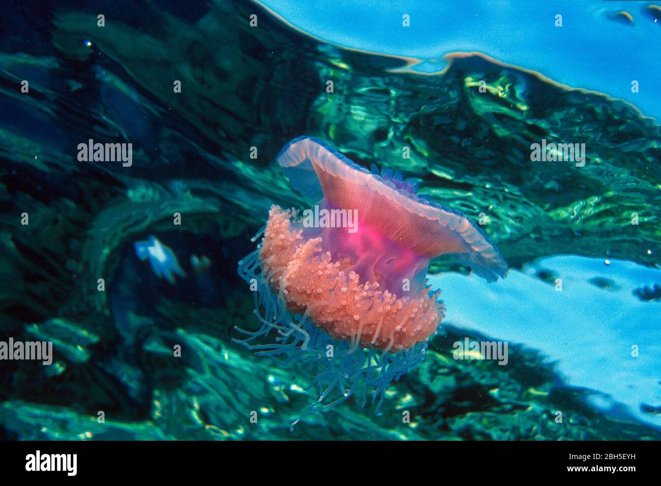 Crowned Jellyfish (Cephea cephea), Sulawesi, Indonesia, Asia Stock Photo
