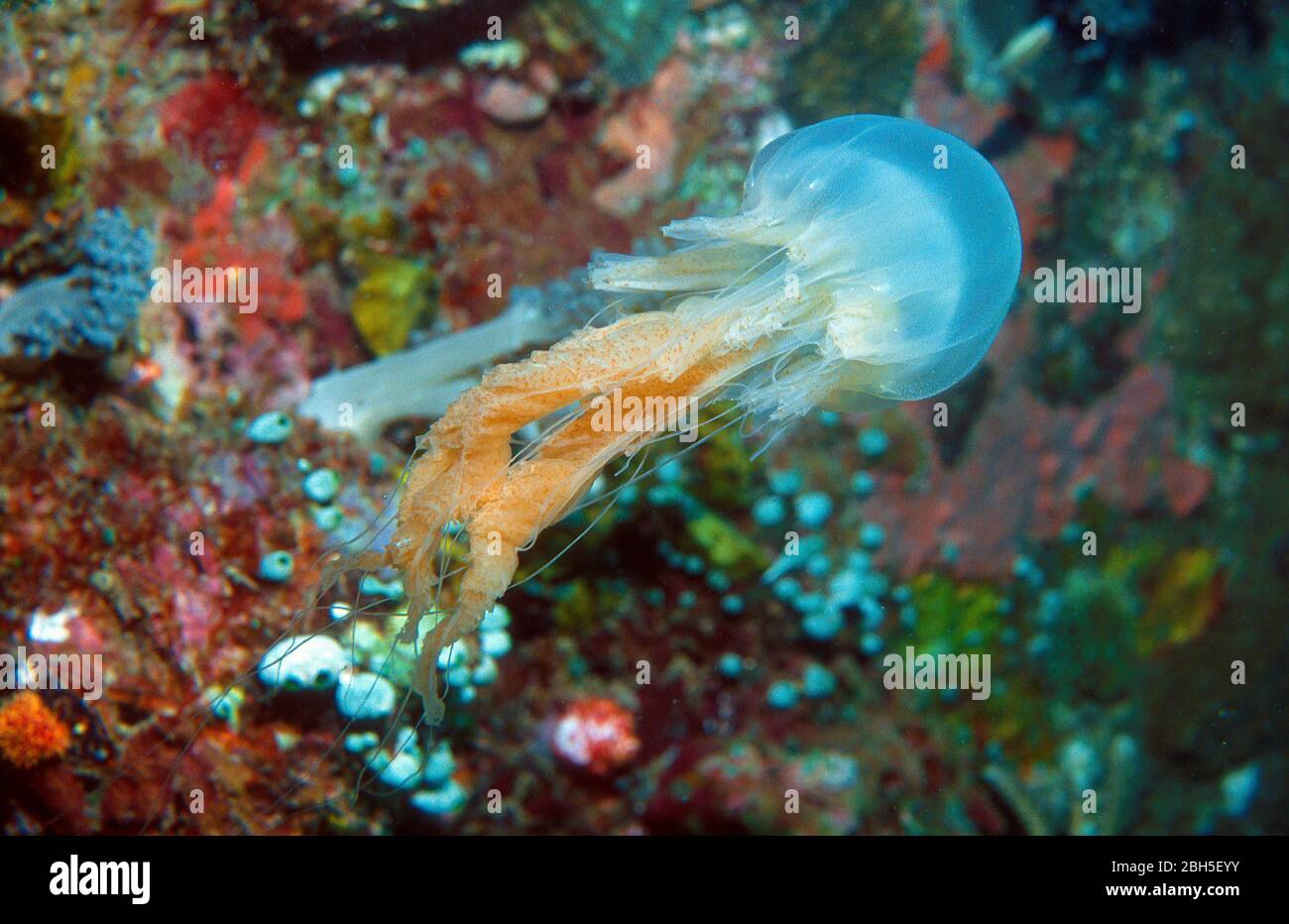 Fire jellyfish, Mauve stinger or purple stinger (Pelagia noctiluca), Pulau Redang, Malysia Stock Photo