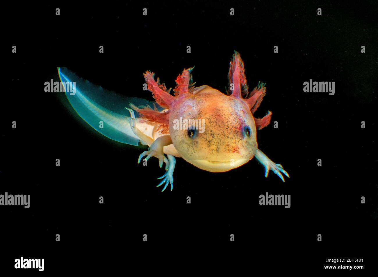 Axolotl High Resolution Stock Photography And Images Alamy Axolotl High Resolution Stock Photography And Images Alamy