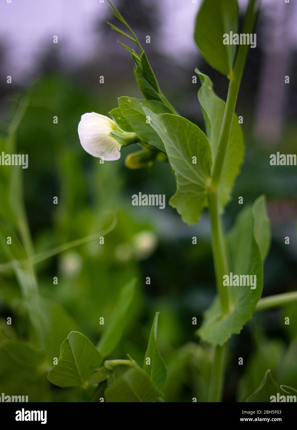 White pea flower on pea plant growing in a summer garden Stock Photo