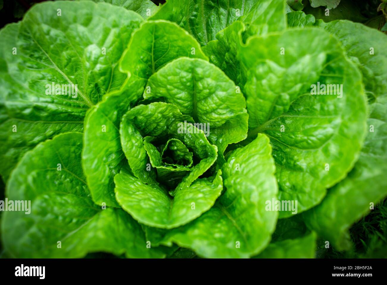 Fresh Romaine lettuce growing in a garden Stock Photo