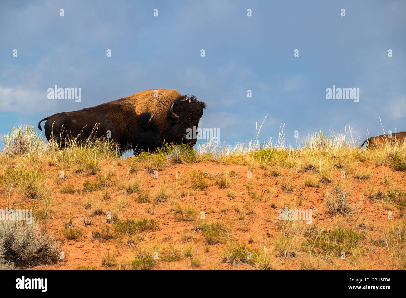 Bison Bull in Pasture, Hot Springs State Park, Thermopolis, Wyoing Stock Photo