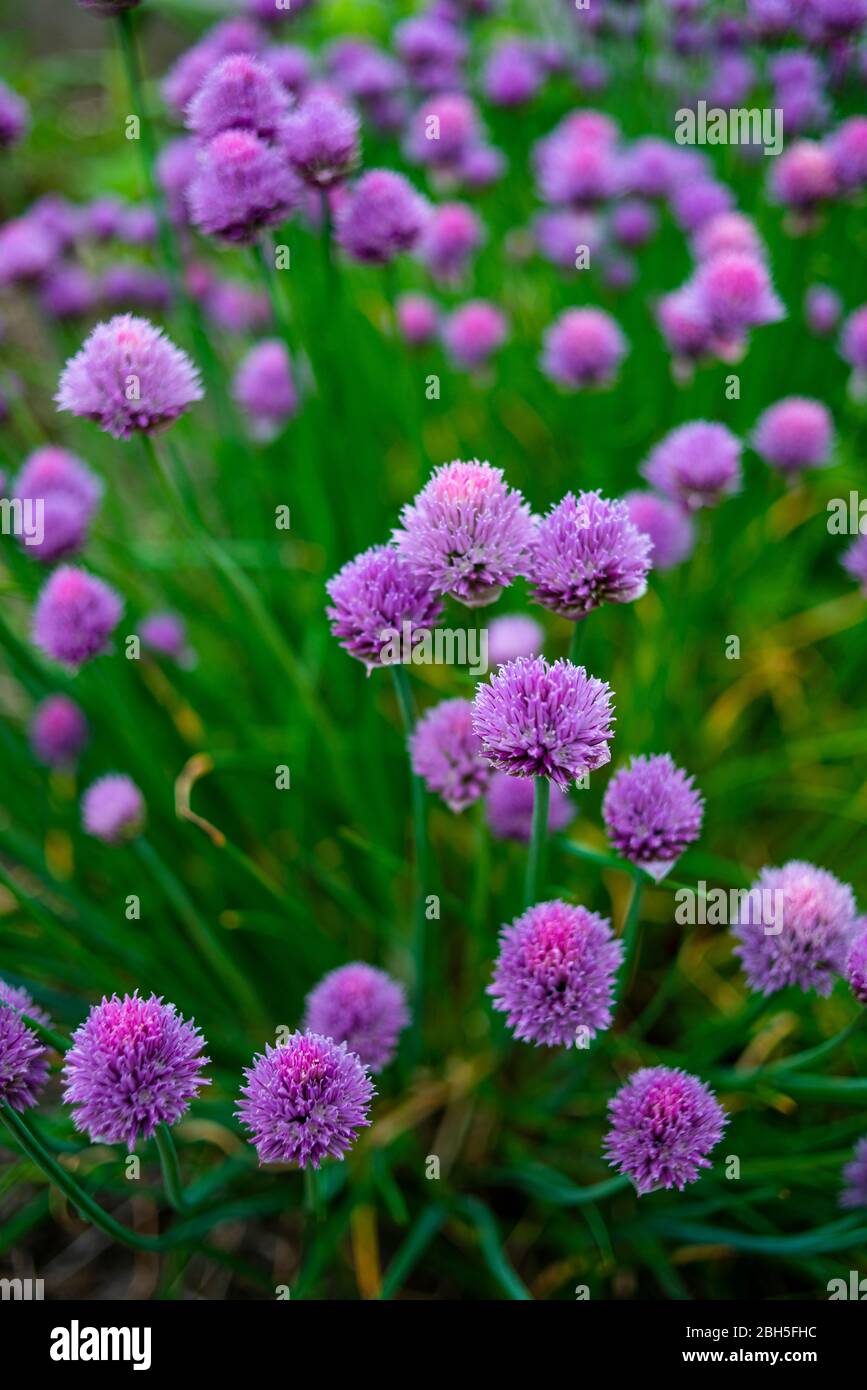 Chives in bloom in the spring time Stock Photo