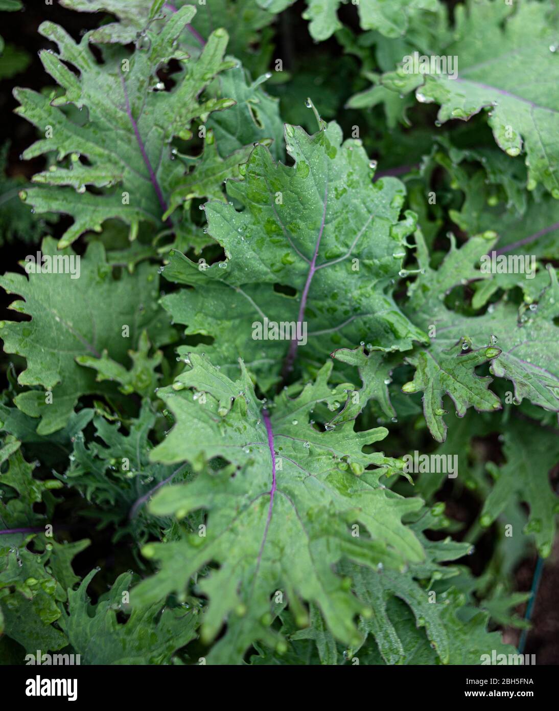 Fresh Red Russian Kale Stock Photo