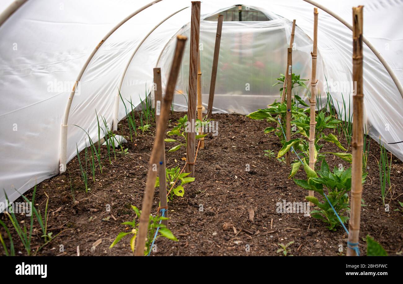 Plastic cover using PVC pipe to protect vegetable and provide greenhouse effect on small garden plot Stock Photo