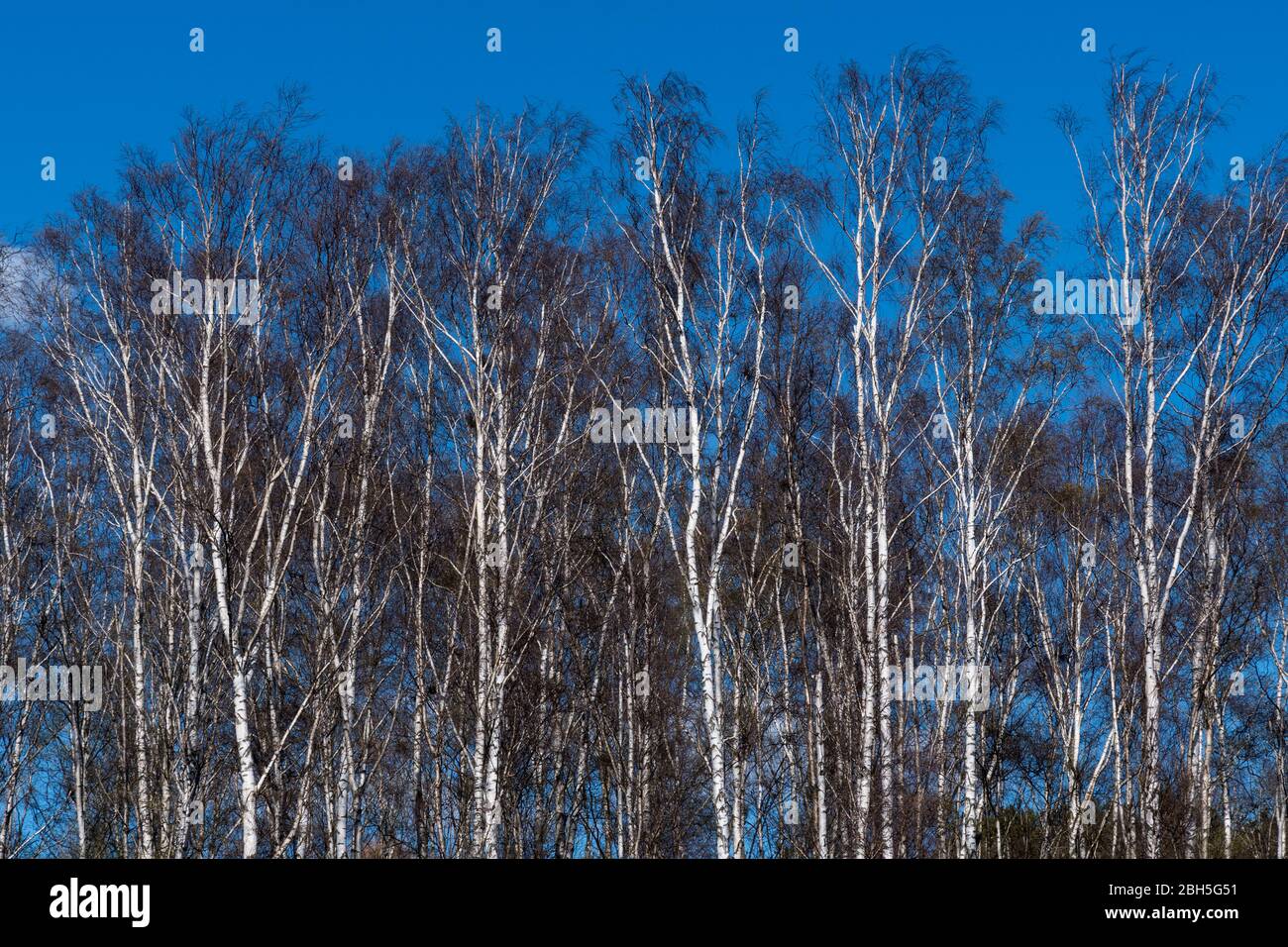 Sunlit birch tree forest in early spring season Stock Photo