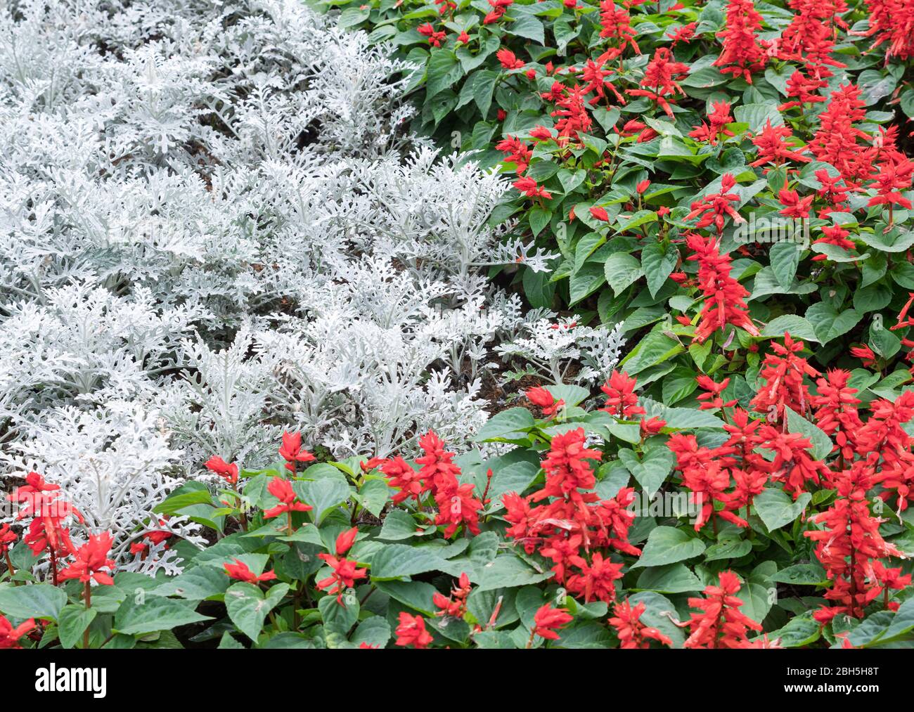 Closeup of the silver ragwoort and red Salvia flower row in the ornamental garden of the botanical garden. Stock Photo