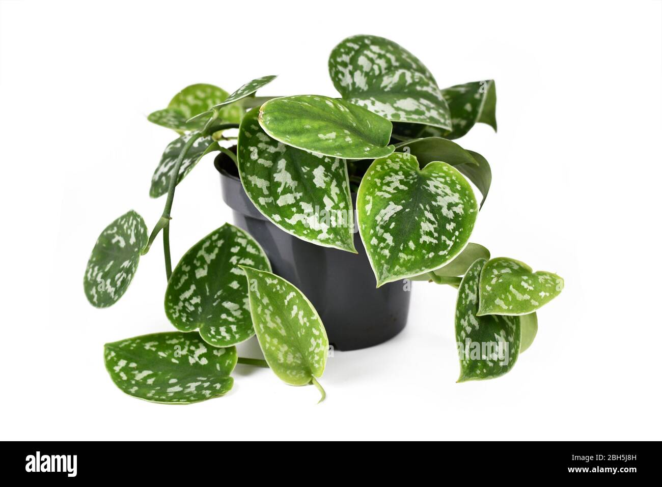 Whole 'Scindapsus Pictus Exotica' tropical house plant, also called 'Satin  Pothos' with velvet texture and silver spot pattern isolated on white backg  Stock Photo - Alamy