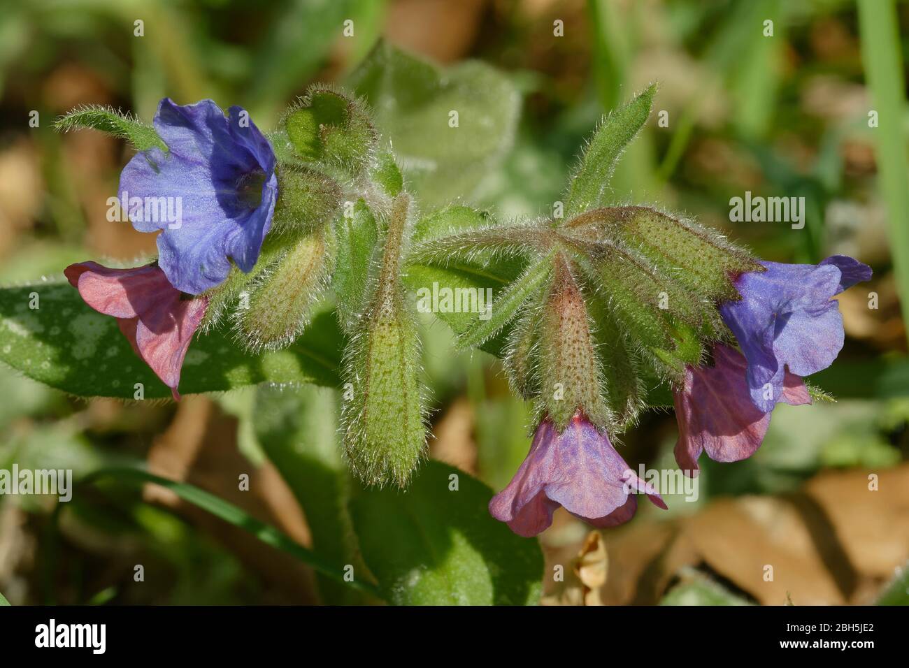 Lungwort - Pulmonaria officinalis  Garden excape flower with spotted leaves Stock Photo