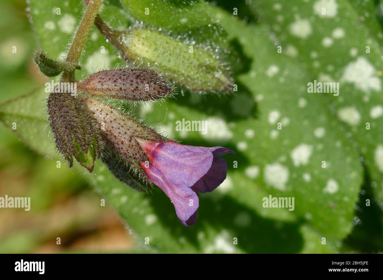 Lungwort - Pulmonaria officinalis  Flower, Buds and spotted leaves Stock Photo