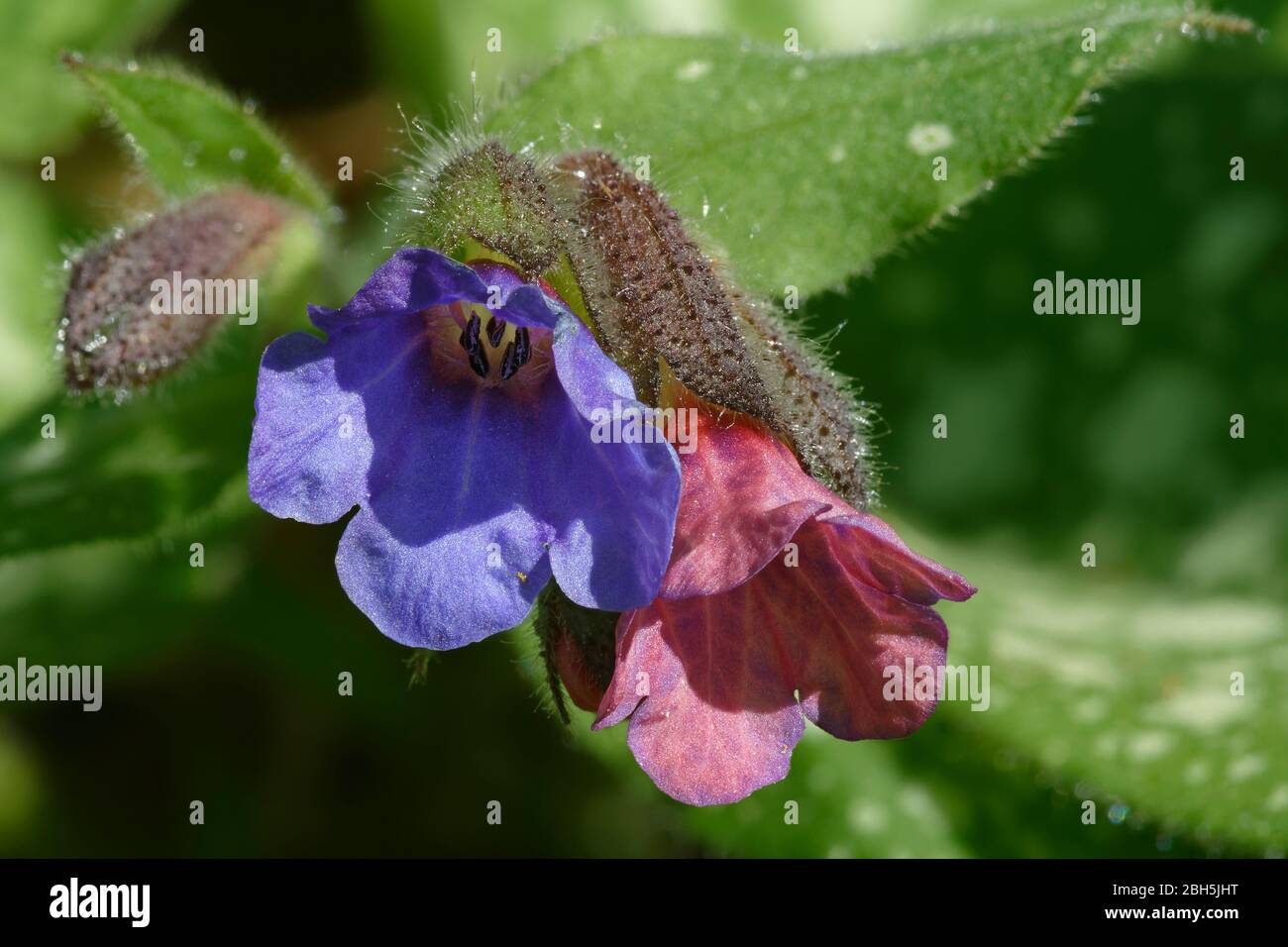 Lungwort - Pulmonaria officinalis  with Pink and Blue Flowers Stock Photo