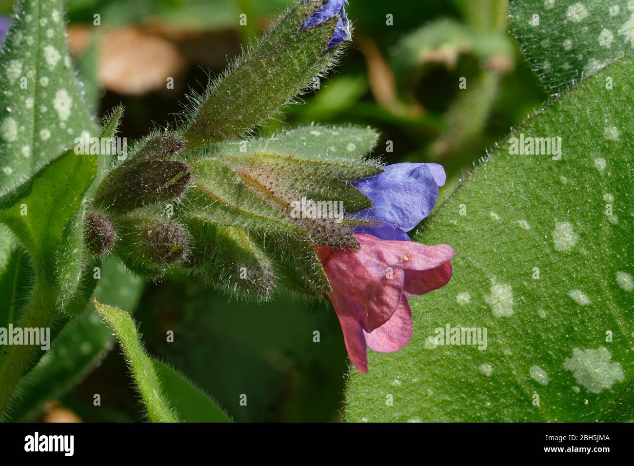 Lungwort - Pulmonaria officinalis  with Pink and Blue Flowers Stock Photo