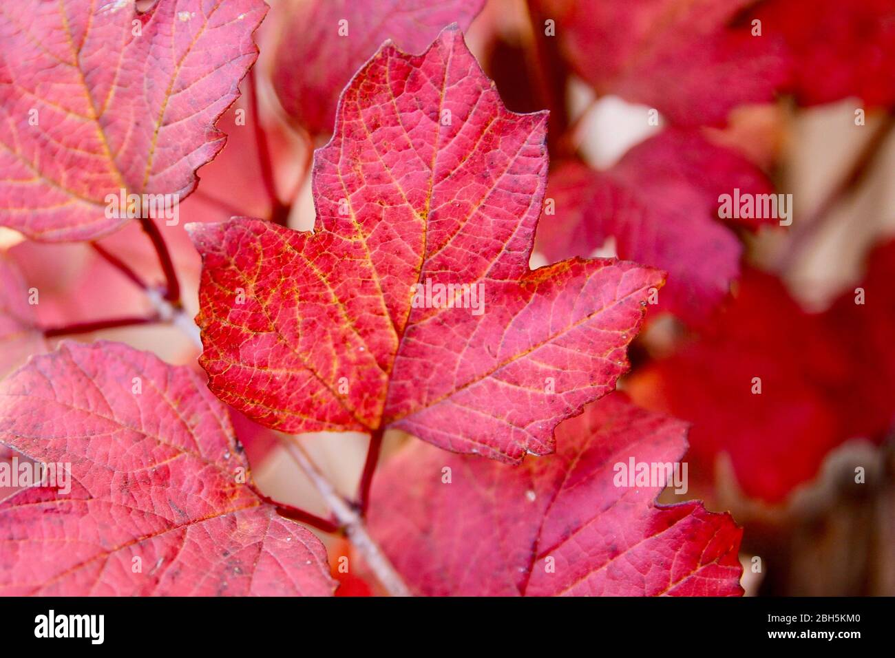 Autumn foliage red leaf colour hi-res stock photography and images - Alamy