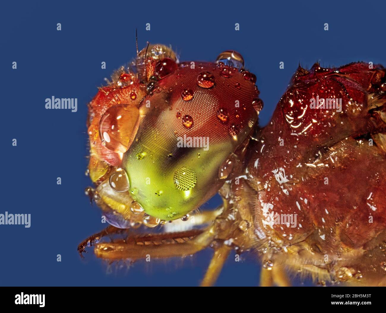 Head of a dragonfly with dew drops Stock Photo