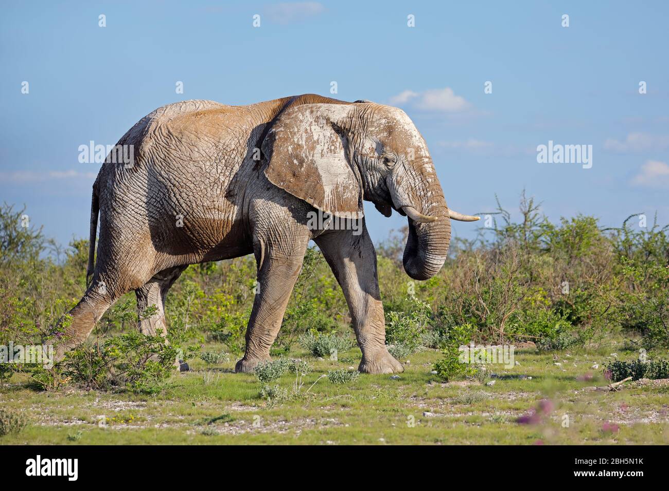 Large African elephant (Loxodonta africana) bull covered in mud, Etosha National Park, Namibia Stock Photo