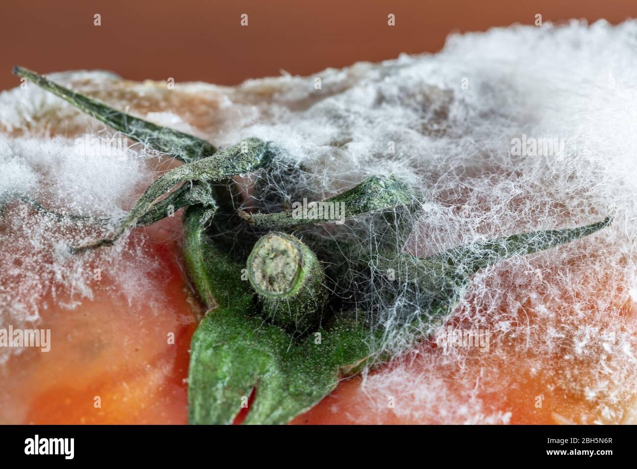 Rotten tomato with mold and fungi and moss closeup on a dark background. Stock Photo