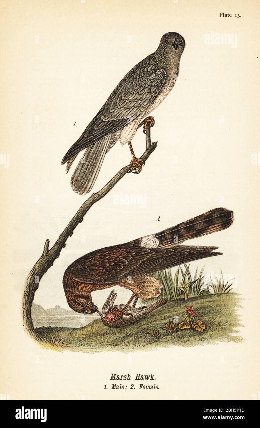 Northern harrier, Circus hudsonius. Marsh hawk, male 1, female with prey 2. Chromolithograph after an ornithological illustration by John James Audubon from Benjamin Harry Warren’s Report on the Birds of Pennsylvania, E.K. Mayers, Harrisburg, 1890. Stock Photo