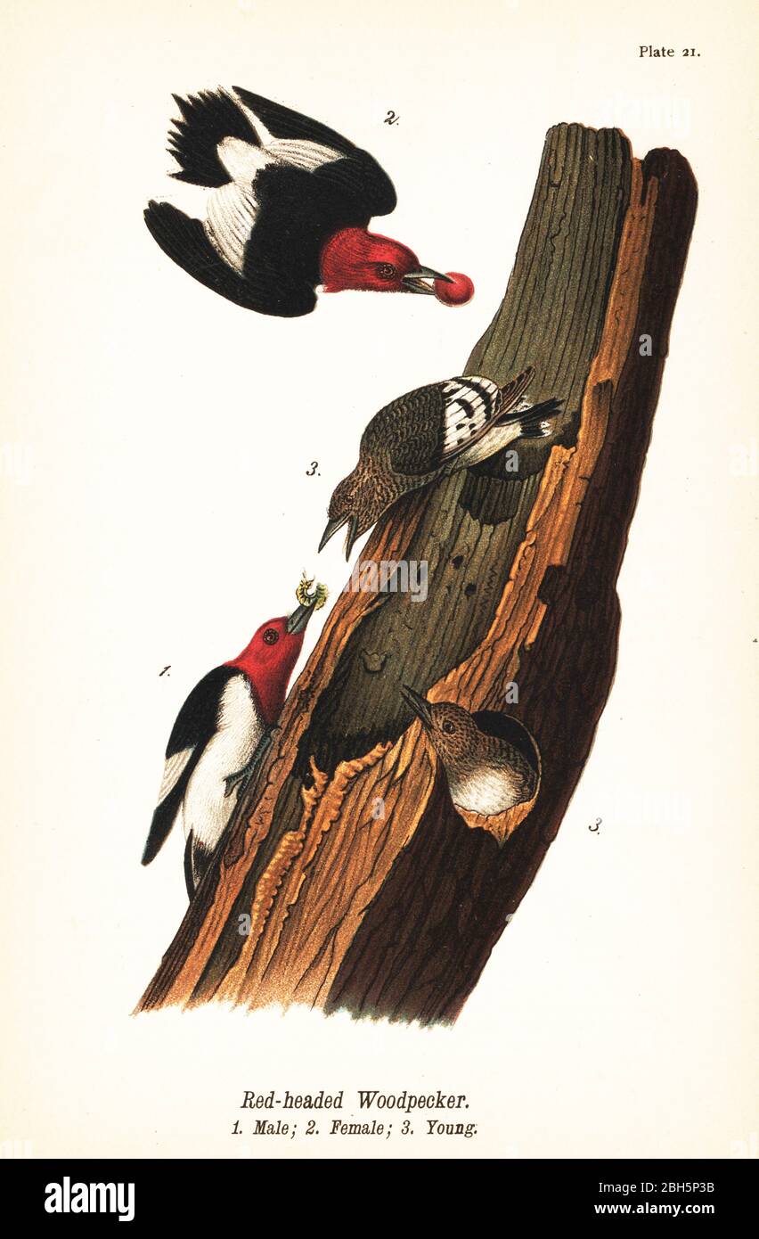 Red-headed woodpecker, Melanerpes erythrocephalus, male 1, female 2, young 3. Chromolithograph after an ornithological illustration by John James Audubon from Benjamin Harry Warren’s Report on the Birds of Pennsylvania, E.K. Mayers, Harrisburg, 1890. Stock Photo