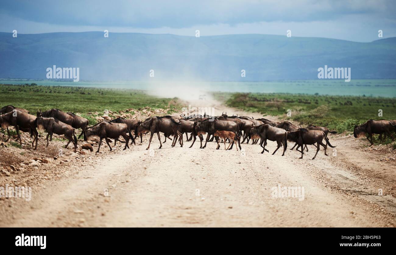 A herd of wildebeests in Africa Stock Photo