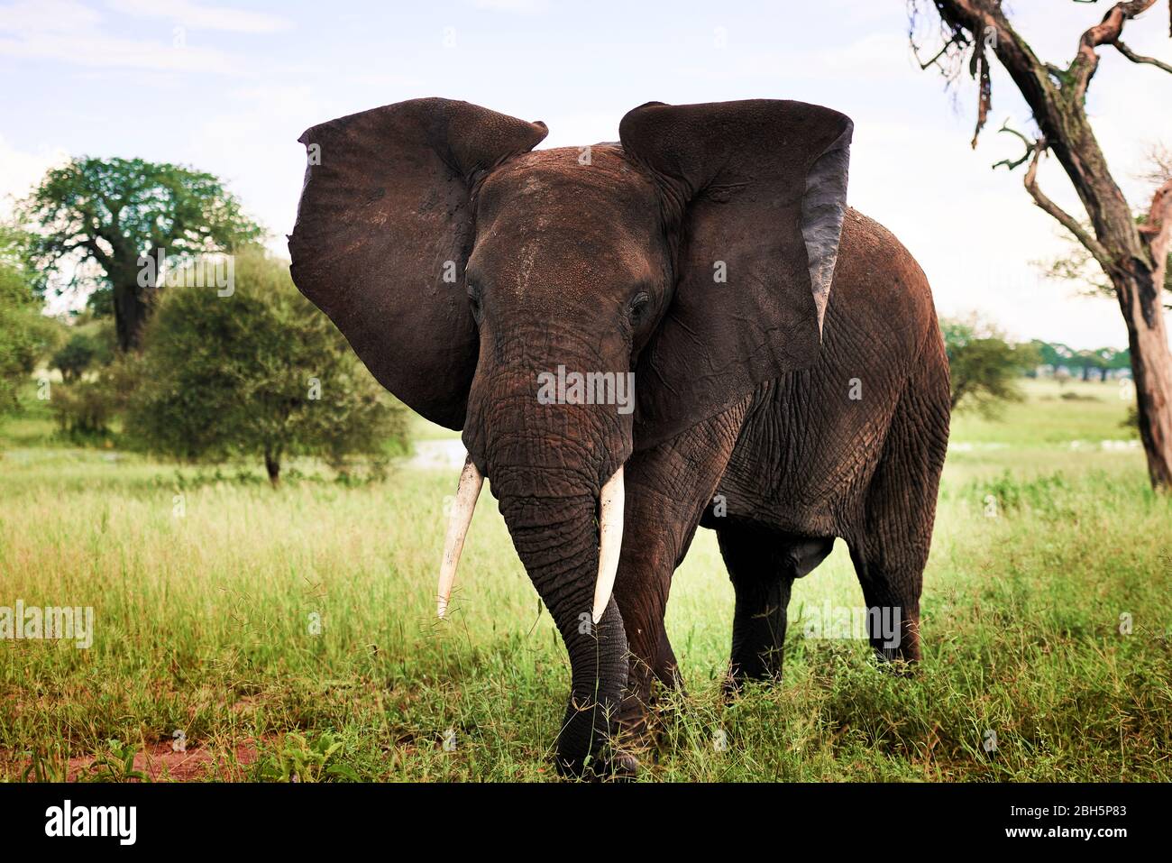 Shot of elephant in Africa Stock Photo
