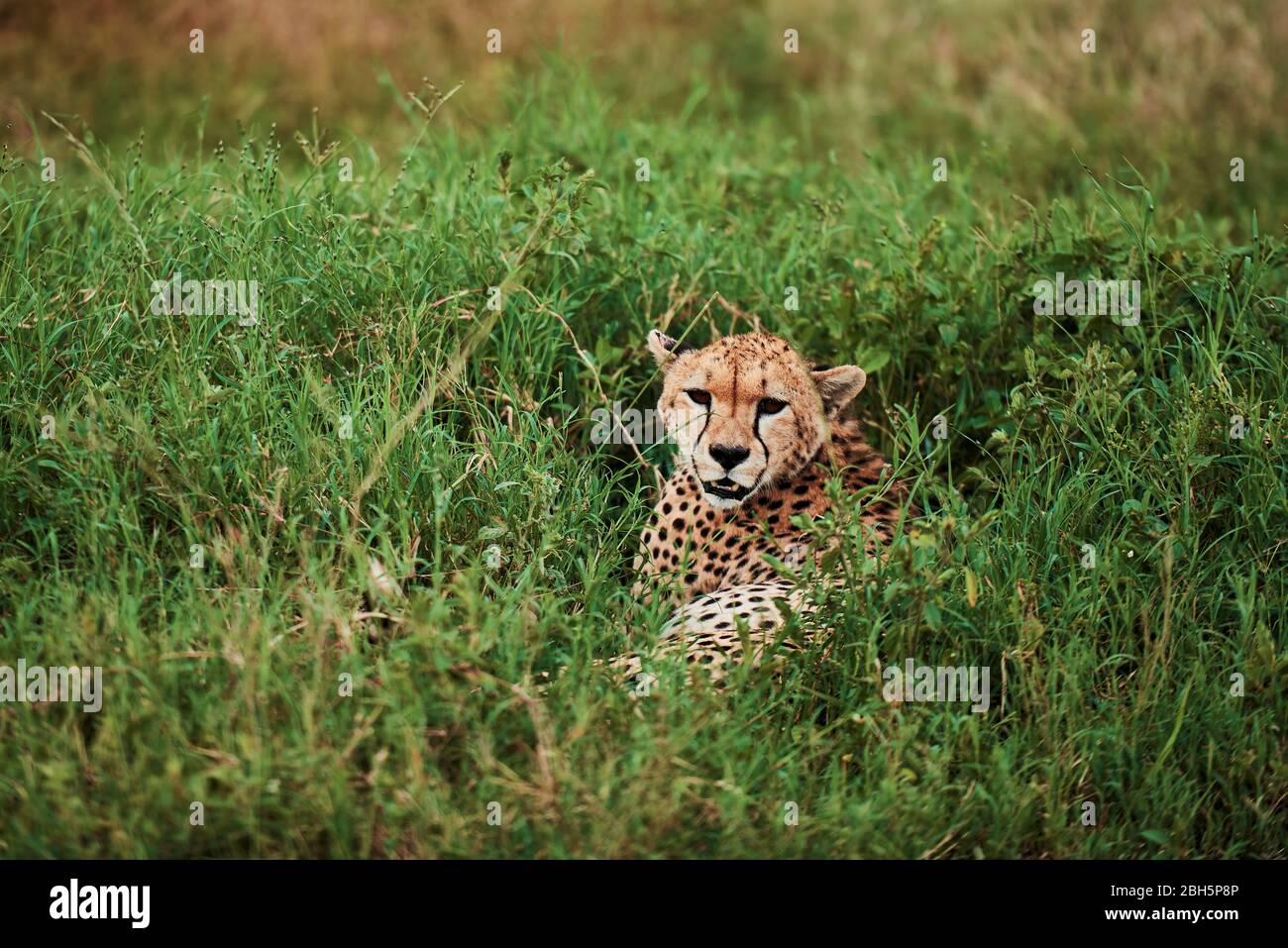 African cheetah in the grass Stock Photo