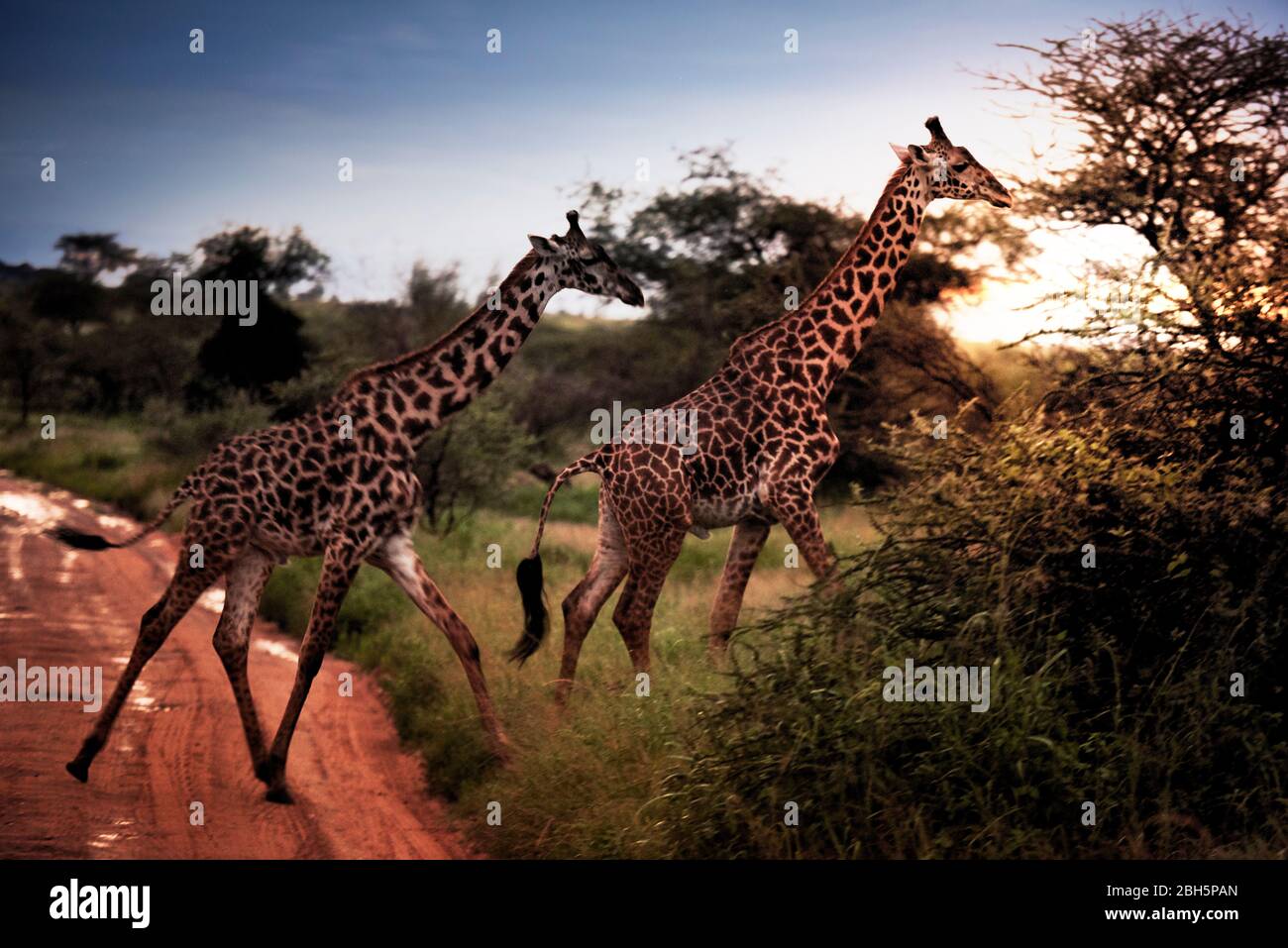 Two giraffes in the sunset Stock Photo