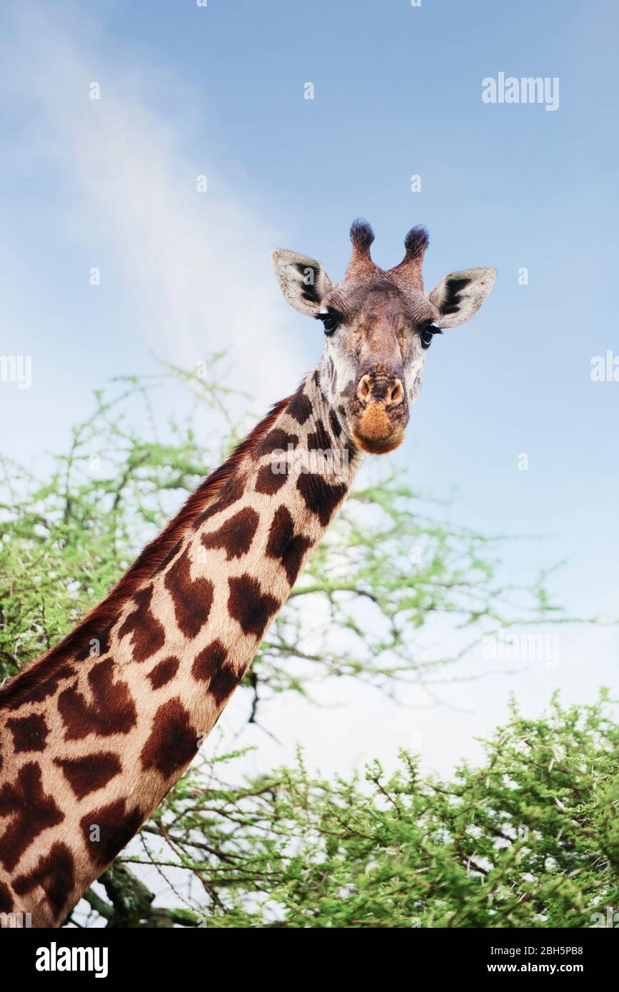 Close up of giraffe in Africa Stock Photo