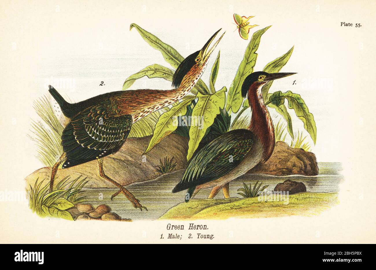 Green heron, Butorides virescens, male 1, young 2. Chromolithograph after an ornithological illustration by John James Audubon from Benjamin Harry Warren’s Report on the Birds of Pennsylvania, E.K. Mayers, Harrisburg, 1890. Stock Photo