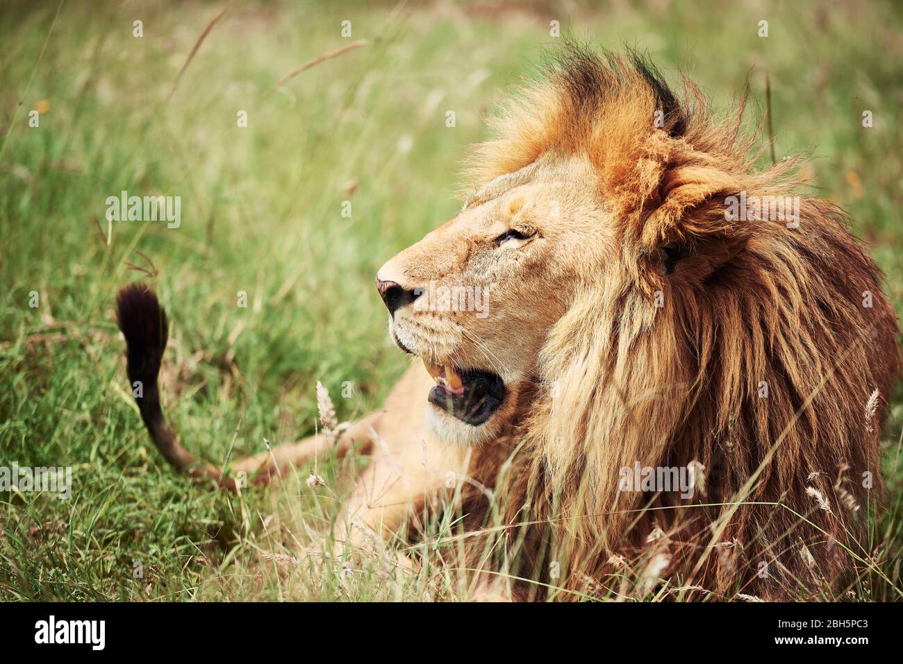 Close up of big lion in Africa Stock Photo