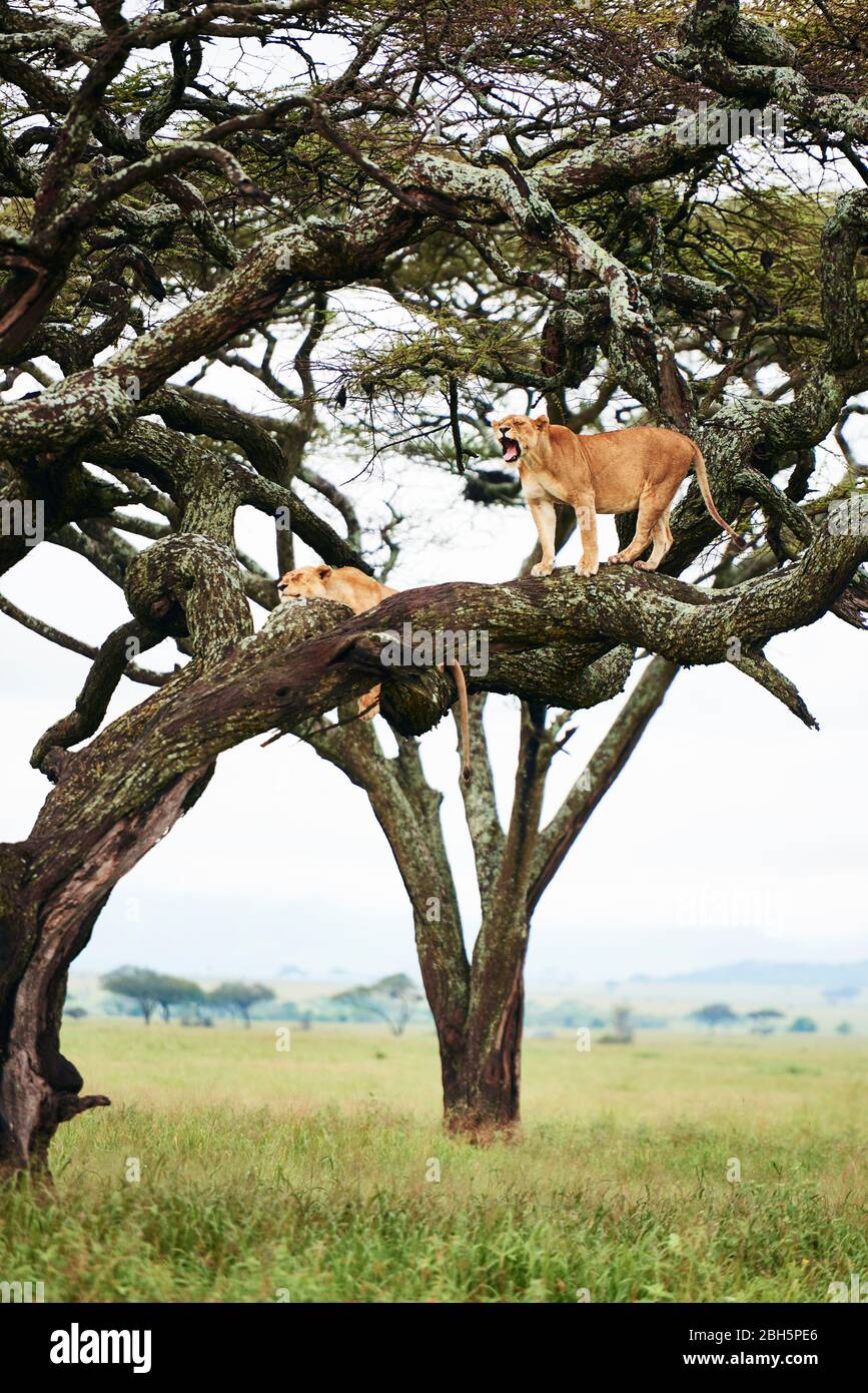 Roaring lioness in the tree Stock Photo